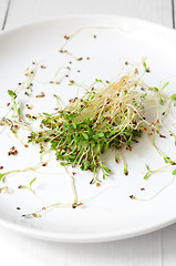 Image showing Fresh green alfalfa sprouts 