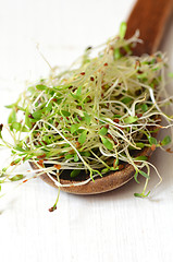 Image showing Fresh green alfalfa sprouts 