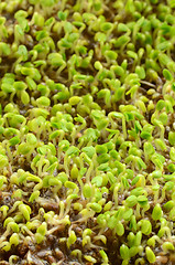Image showing sprouted chia seeds