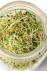 Image showing Fresh green alfalfa sprouts 