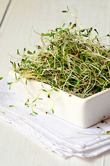 Image showing Fresh green alfalfa sprouts 