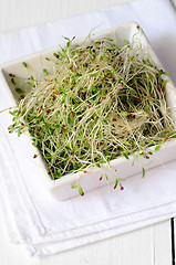 Image showing Fresh green alfalfa sprouts 