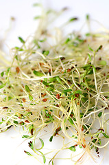 Image showing Fresh green alfalfa sprouts 