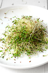 Image showing Fresh green alfalfa sprouts 