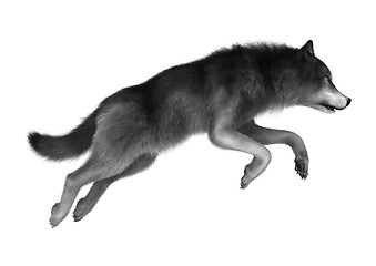 Image showing Wild Wolf on White