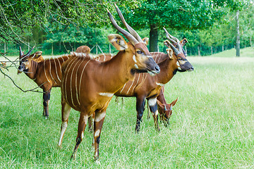 Image showing KUDU