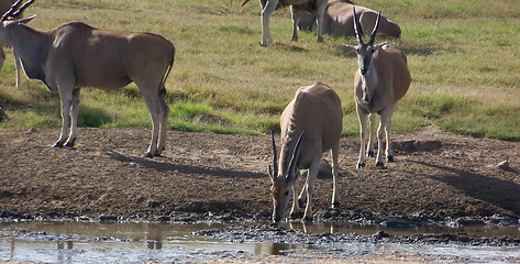 Image showing eland calf at water