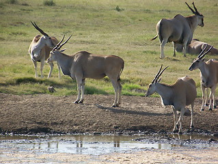 Image showing Herd of Eland