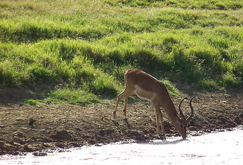 Image showing thirsty impala