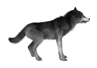 Image showing Wild Wolf on White