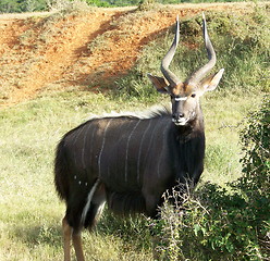 Image showing Male Kudu