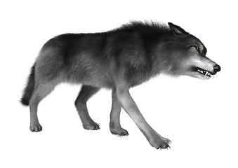 Image showing Wild Wolf on White