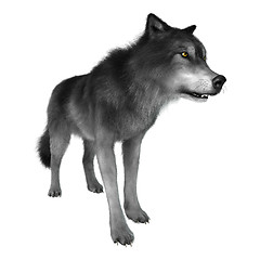 Image showing Wild Wolf on White