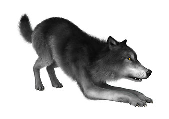 Image showing Wild Wolf on White