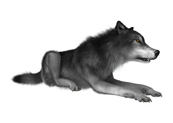 Image showing Wild Wolf on White