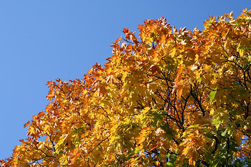 Image showing Yellow maple tree