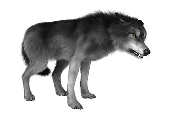 Image showing Wild Wolf on White