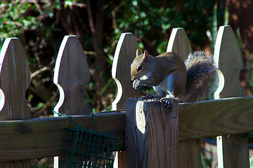 Image showing squirrel eating nuts