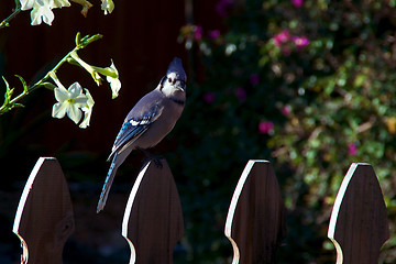 Image showing bluejay looking at viewer