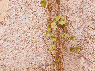 Image showing Retro looking Ivy leaves