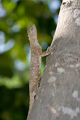 Image showing Lizard climbing tree