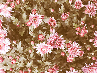 Image showing Retro looking Chrysanthemum picture