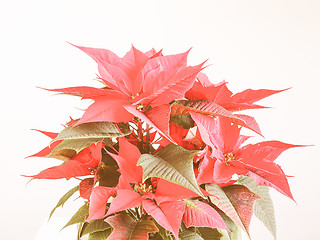 Image showing Retro looking Poinsettia Christmas star