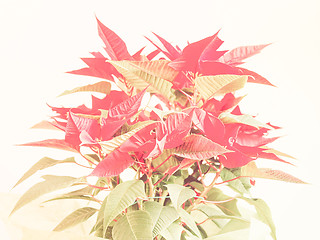 Image showing Retro looking Poinsettia Christmas star