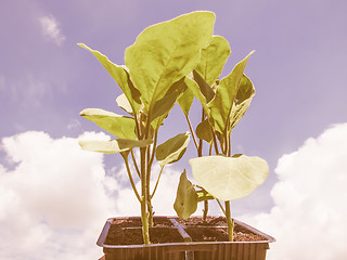 Image showing Retro looking Plug aubergine plant