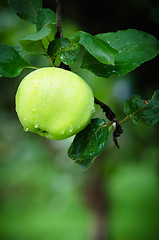 Image showing Apple in the garden with raindrops  