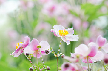 Image showing Japanese Anemone flowers in the garden, close up.  Note: Shallow