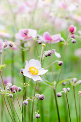 Image showing Japanese Anemone flowers in the garden, close up.  Note: Shallow