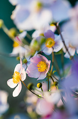 Image showing Japanese Anemone flowers in the garden, close up.  Note: Shallow