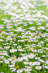 Image showing Glade beautiful little daisy, close-up