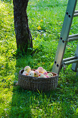 Image showing A basket full of apples in the garden  