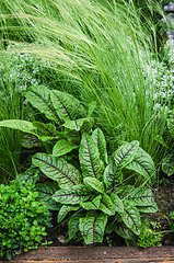 Image showing A variety of plants and vegetables grown in the garden, close up