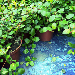 Image showing Vibrant green plants in pots