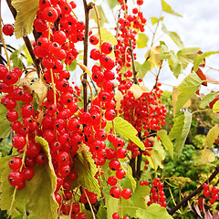 Image showing Ripe red currant berries