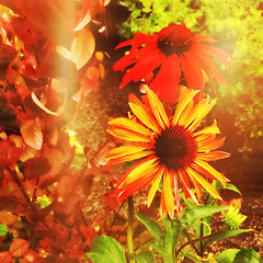 Image showing Coneflowers in retro light