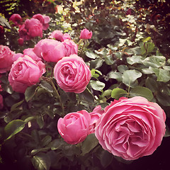 Image showing Pink antique roses in the summer garden