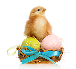 Image showing Little chicken in nest with Easter eggs