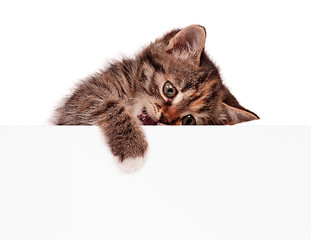 Image showing Pretty kitten peeking out of a blank sign