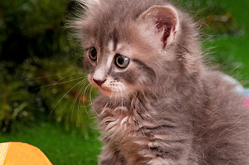 Image showing Portrait of a cute gray kitten