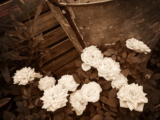 Image showing Retro roses