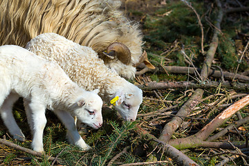 Image showing Sheep with lamb on rural farm