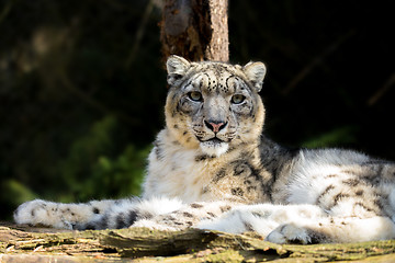 Image showing snow leopard, Irbis Uncia uncia