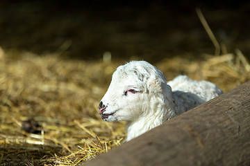 Image showing Sheep with lamb on rural farm