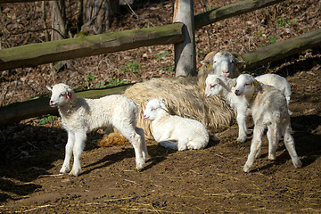 Image showing Sheep with lamb on rural farm