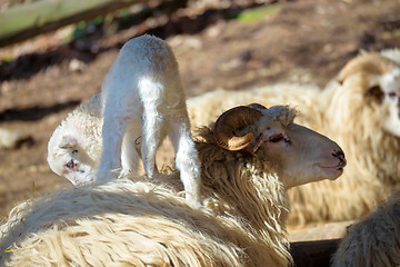 Image showing Sheep with lamb on rural farm