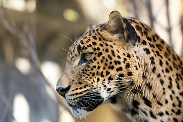 Image showing portrait of Persian leopard